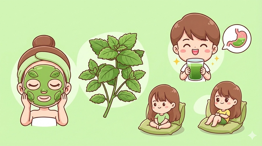 Công dung của rau diếp cá